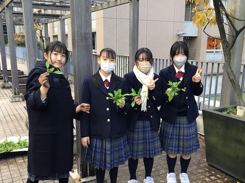 食育 -中1野菜の収穫・調理実習-page-visual 食育 -中1野菜の収穫・調理実習-ビジュアル